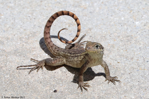 Northern Curly-tailed Lizard, Caloosa Regional Park, FL, USA, photo 8 of 10