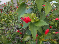 Malvaviscus arboreus