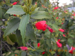 Malvaviscus arboreus