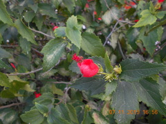 Malvaviscus arboreus