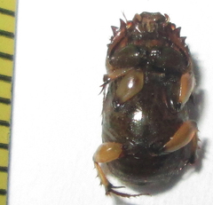 Euoniticellus intermedius