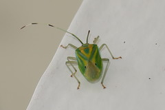 Urolabida