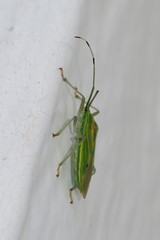 Urolabida