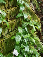 Aristolochia acuminata