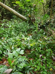 Aristolochia acuminata
