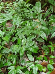 Aristolochia acuminata