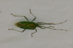 Urolabida