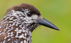 Spotted Nutcracker photo 3