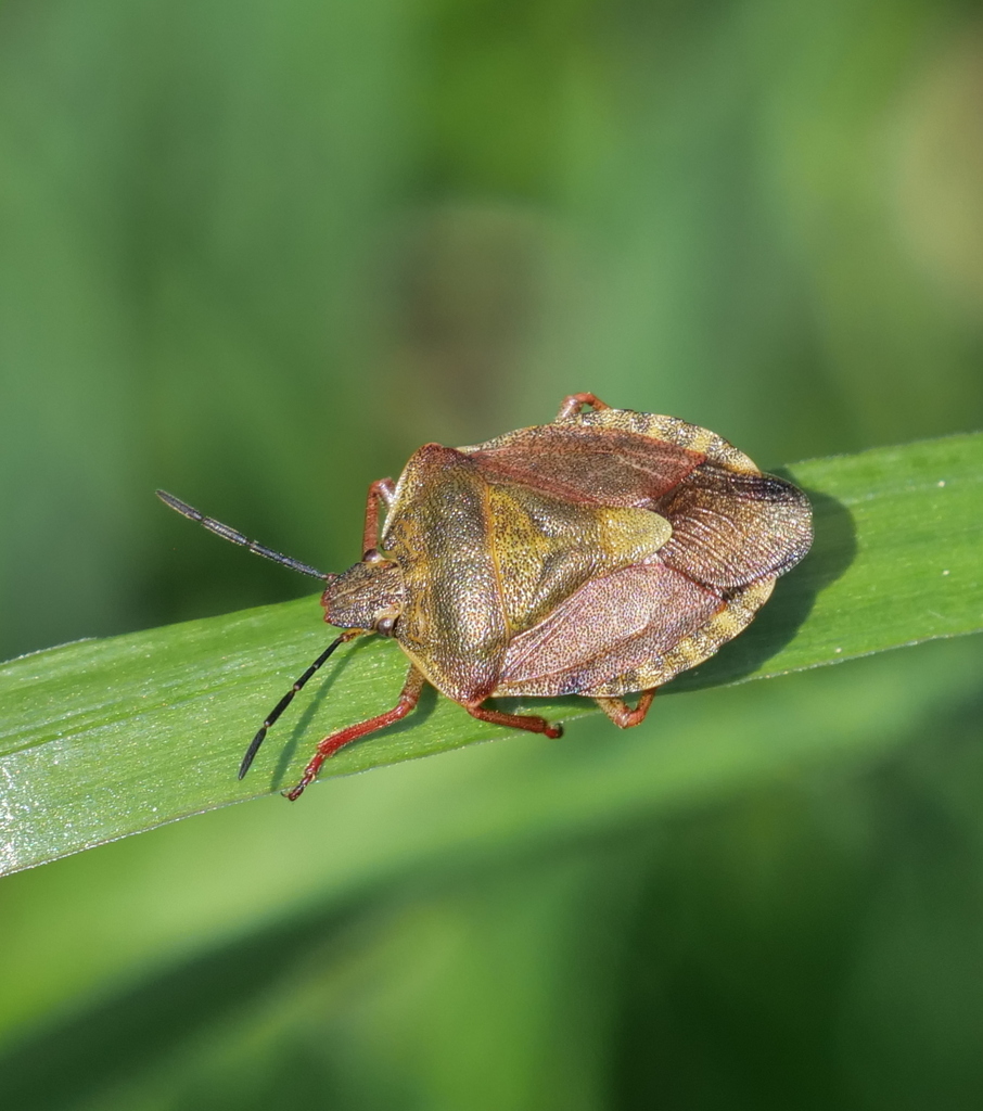 Carpocoris melanocerus