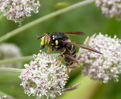 Spilomyia diophthalma