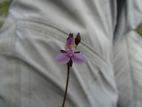 Tripogandra angustifolia (Tripogandra angustifolia)