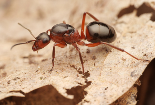 Southern Wood Ant photographed in Czechia