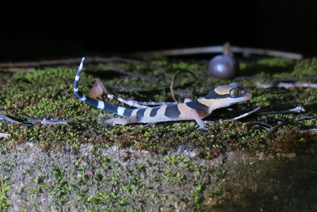 Southern Titiwangsa Bent-Toed Gecko
