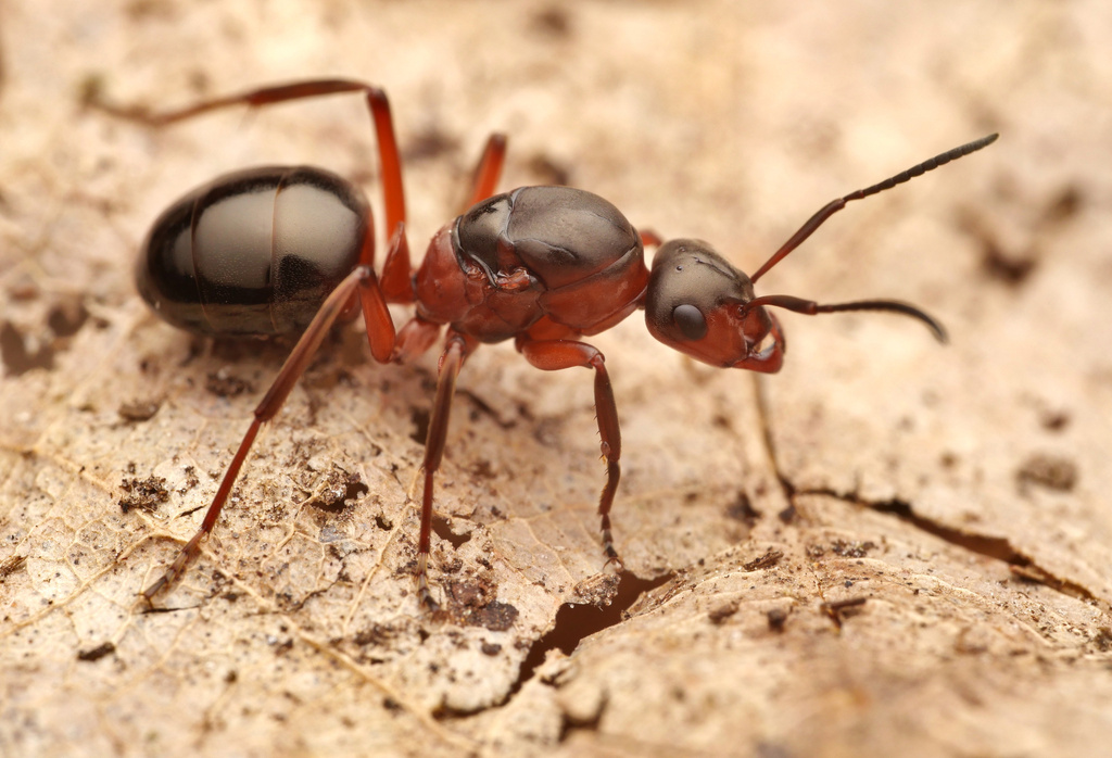 European Wood Ant