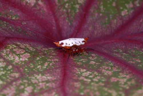 Spinybacked Orbweaver, La Trinité, , Martinique, MQ, photo 10 of 10