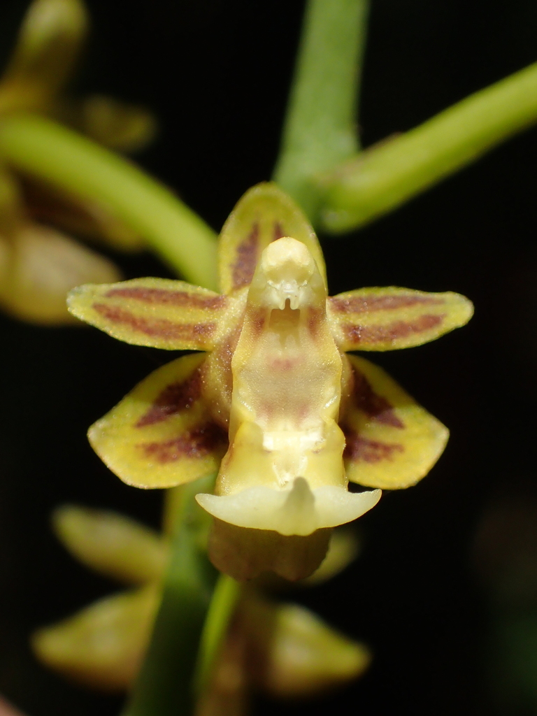 Cleisostoma paniculatum (Cleisostoma paniculatum)