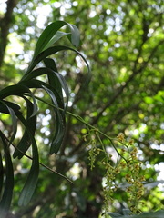 Cleisostoma paniculatum