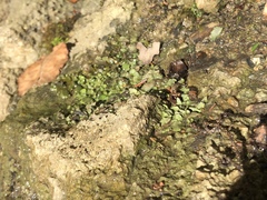 Dermatocarpon luridum