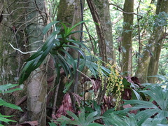 Cleisostoma paniculatum