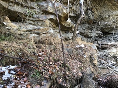 Microstegium vimineum