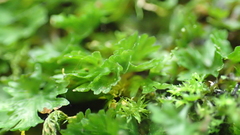 Crepidomanes minutum