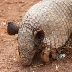 Greater Naked-Tailed Armadillo photo 3