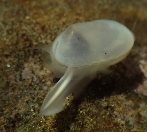 Representative image of Galeommatida