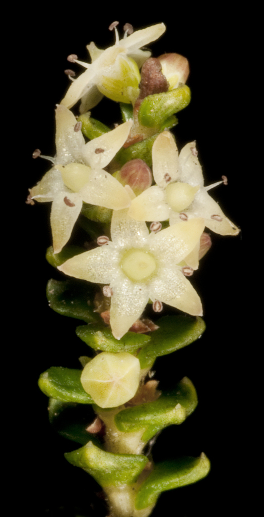 Dielsiodoxa