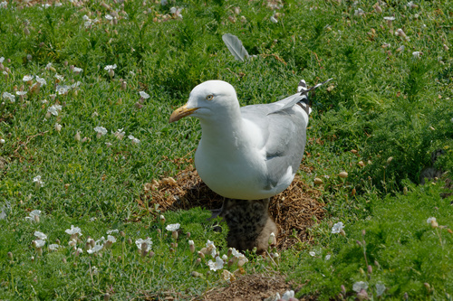 Gaviota argéntea europea (Larus argentatus)