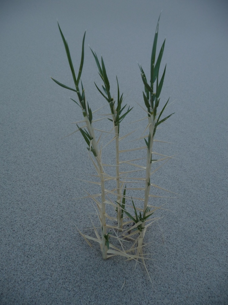 Swallenia