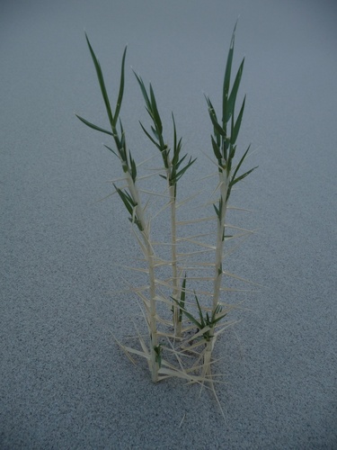 Swallenia