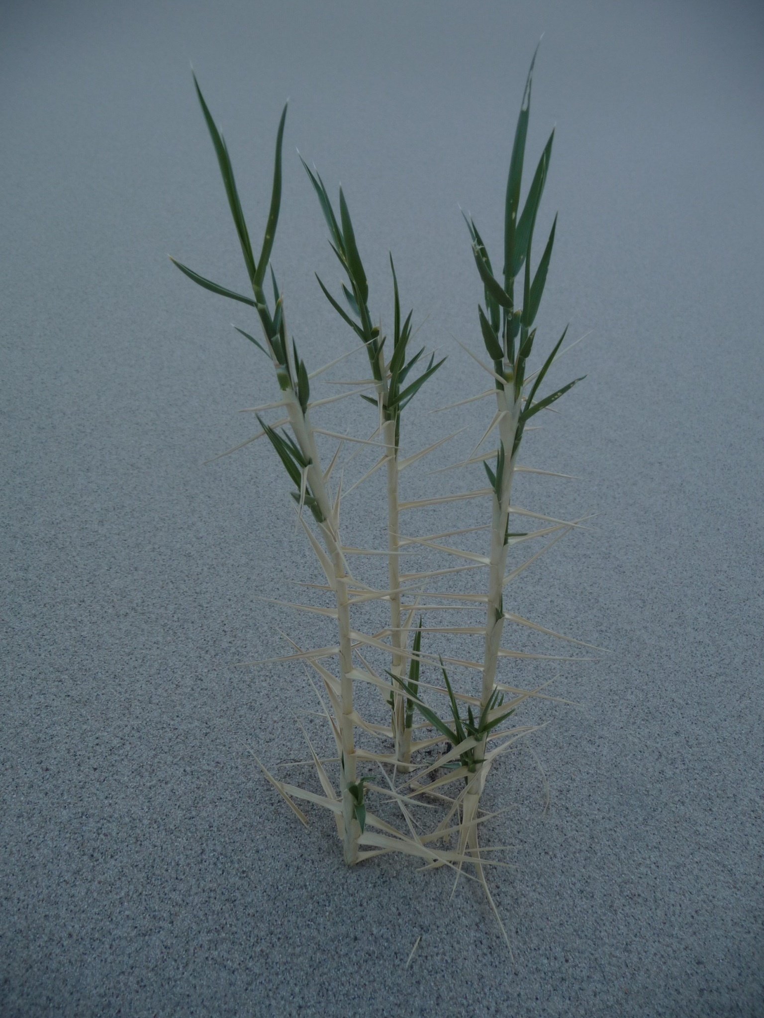 Swallenia