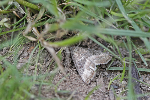 Common Pinkband photo 4