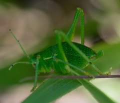 Barbitistes serricauda