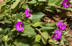 Polygala amatymbica