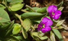Polygala amatymbica