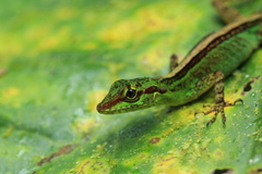 Anolis ventrimaculatus