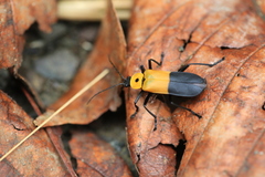 Chauliognathus heros