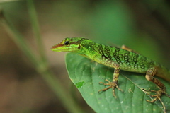 Anolis ventrimaculatus