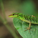 Speckled Anole - Photo (c) rbeunen, some rights reserved (CC BY-NC-SA), uploaded by rbeunen