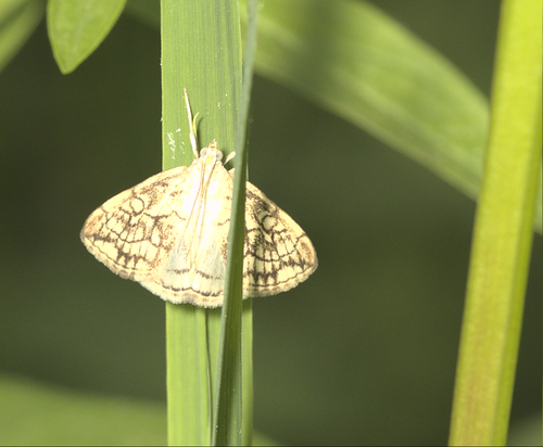 Evergestis pallidata