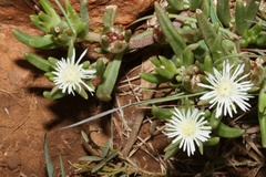Delosperma herbeum