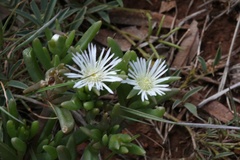 Delosperma herbeum