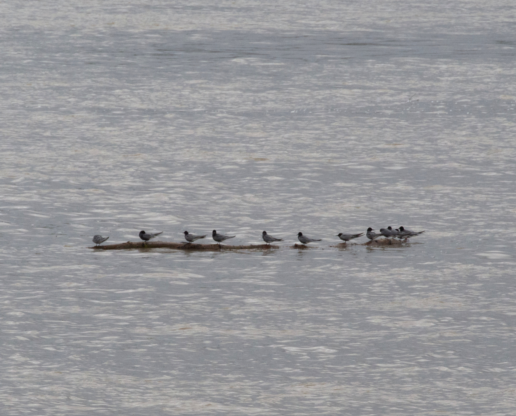 Black Tern