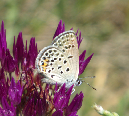 Rueckbeilia fergana