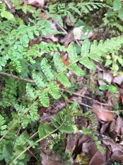 Image of Thelypteris reptans