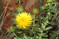 Berkheya radula