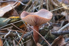Lactarius tabidus