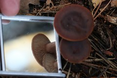 Lactarius tabidus