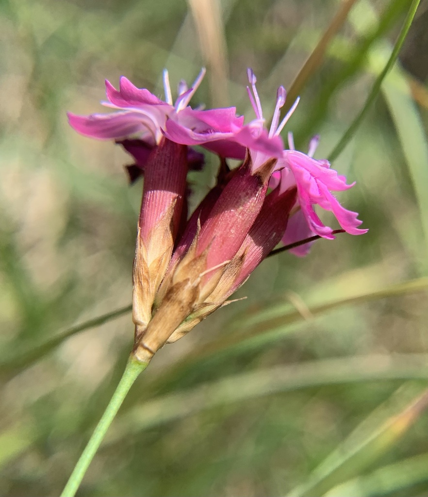Tall Pink